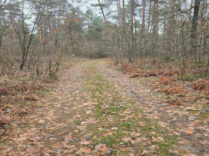 Sprzedaż nieruchomości leśnej Przywózki gm. Sokołów Podlaski