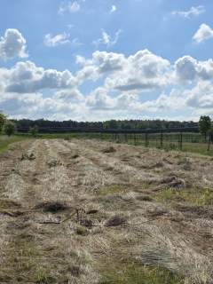 Działka budowlana 1300 m2 Dobrzejów