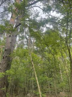 działka leśna 1392m2, Warszawa Radość
