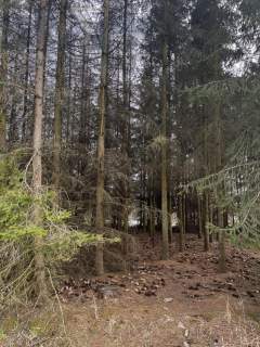 Piękna zalesiona działka z widokiem na staw zakup bez prowizji