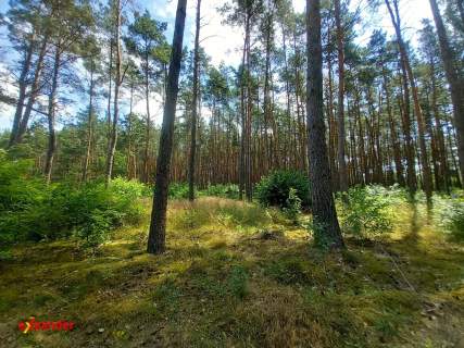 DZIAŁKA LEŚNA POD REKREACJĘ Z LASEM 789 M2 