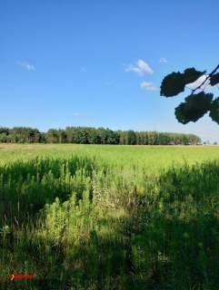 BLINNO DZIAŁKA ROLNA BEZ MPZP 1,5 HA