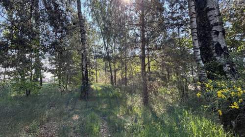 Wodzin, wiejsko leśna działka pod Łodzią.