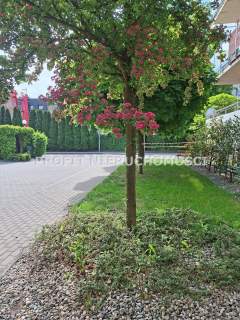 Apartament z miejscem postojowym - ul. Karolewska