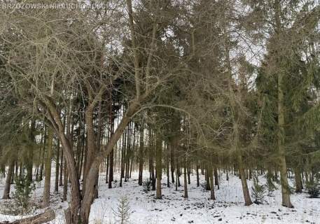 Ursynów, Dąbrówka, 1,05 ha, WZ inwestycyjna