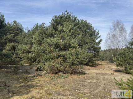 Twój niemały kawałek natury 1,26 ha.