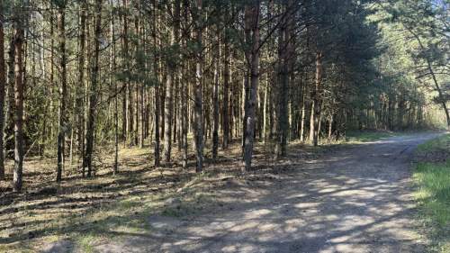 Działka leśna Zendek