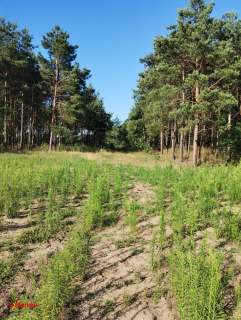 BLINNO DZIAŁKA ROLNA BEZ MPZP 1,5 HA