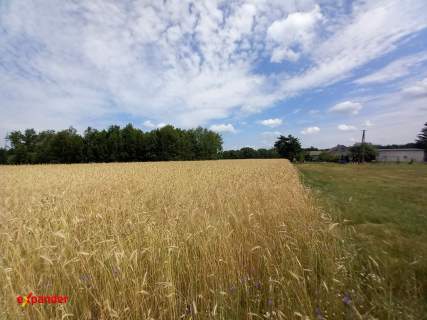 DUŻA DZIAŁKA ROLNA Z MOŻL. W.Z. 6283 M2
