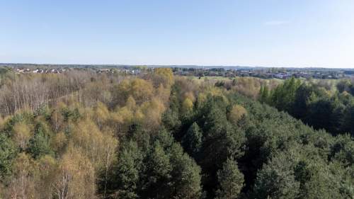 Działka leśna Zendek