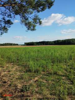 BLINNO DZIAŁKA ROLNA BEZ MPZP 1,5 HA
