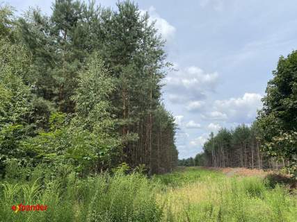 Działki 1000-1200m2, Napoleon, gm. Lipie