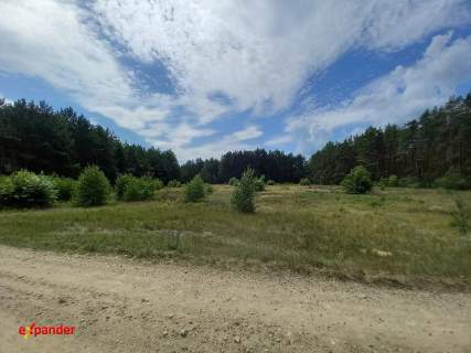 DZIAŁKA ROLNA Z MOŻL. W.Z. 4020 M2 ŚCIANA LASU