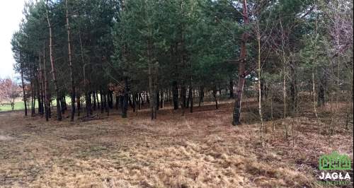 Jania Góra-siedlisko 1,16ha remont lub wyburzenie