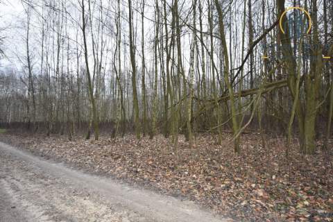 Działka leśna