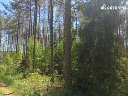 Udział w lesie 14,53 ha-Gostomie, gmina Kościerzyna