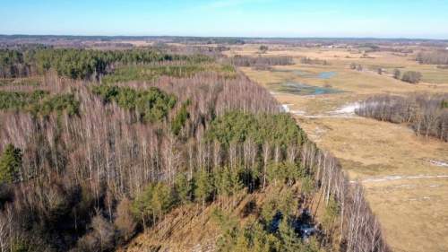 Działka Leśna 2,35 ha Grzegorze gm Orzysz
