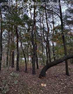 Marki, 2597 m2, MPZP, mieszkaniowa wolnostojąca