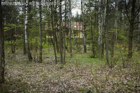 Stara Miłosna, działka w lesie, okolica Torfowej.