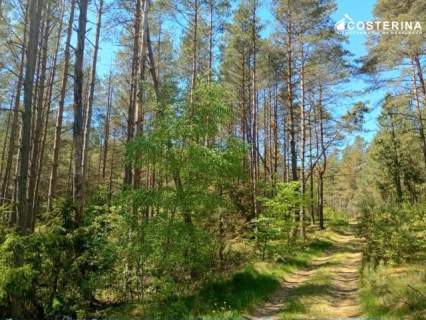Udział w lesie 14,53 ha-Gostomie, gmina Kościerzyna