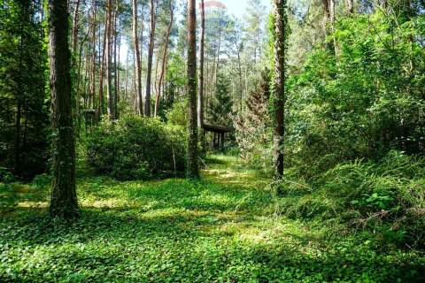 Leśna działka 2100 m z domkiem Radziejowice