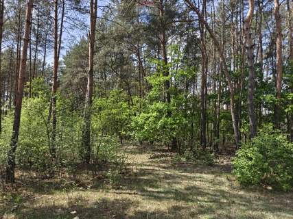 Krzyżówka urokliwa działka z potencjałem 