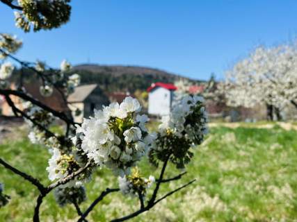 Prawie pół hektara pod Ślężą Wyjątkowa 4142 m2