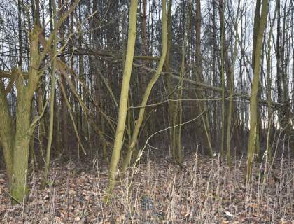 Działka leśna