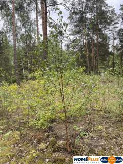 Działka w lesie 2064 m - letniskowa i całoroczna