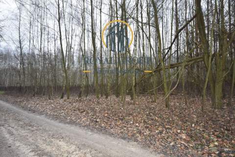 Działka leśna