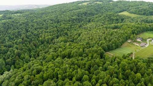 Prywatny las 41 ar Siemiechów, gm. Gromnik