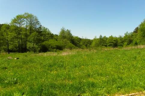 Działki 6100m2 w uroczym zakątku Bircza - las, łąka,staw