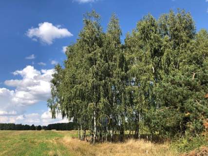 Działka z domem drewnianym