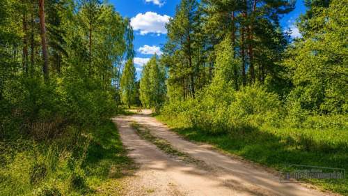 Cisza, las i jezioro działka budowlana