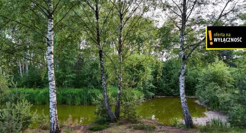 Działka ze stawem i lasem koło Solca Zdroju