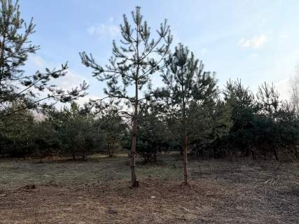 Działka budowlana w Uwielinach 05-540 ul. Różana