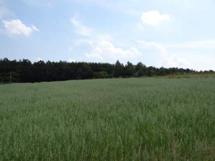 Okolice Skały-Wielmoża