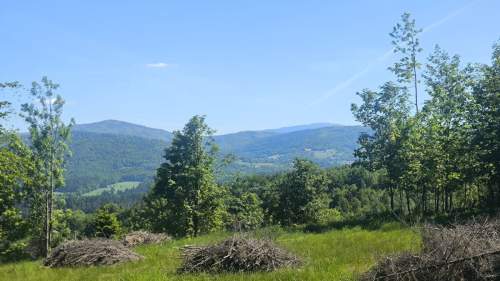 Bajeczna okolica - las, widok, natura