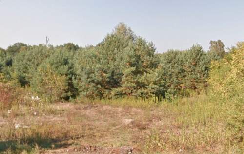 W pobliżu Puszczy, zielona okolica