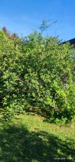 Sprzedam działkę rekreacyjną ROD Budowlani