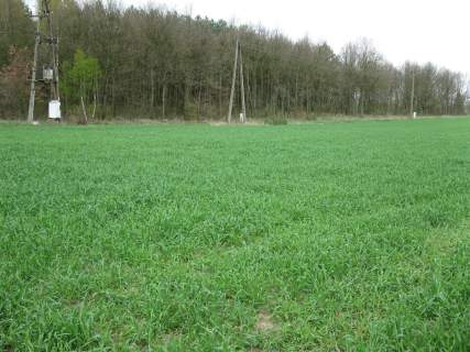 Marszewo 3 km od Goleniowa - dwie działki budowlane