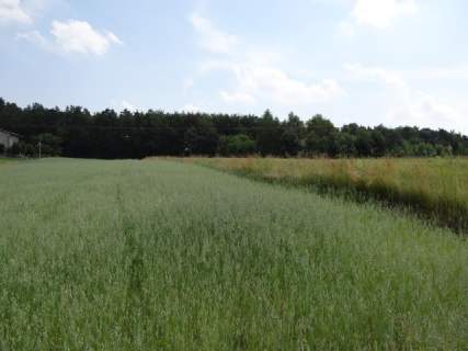 Okolice Skały-Wielmoża