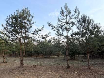 Działka budowlana w Uwielinach 05-540 ul. Różana