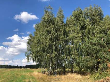 Działka z domem drewnianym