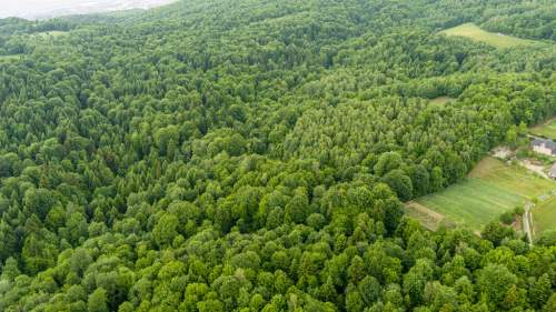 Prywatny las 41 ar Siemiechów, gm. Gromnik