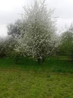 Działka rekreacyjna na sprzedaż, 480 m2, Racibórz