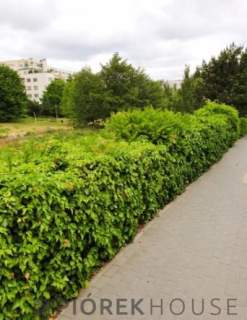 3-pokojowe mieszkanie na Mokotowie