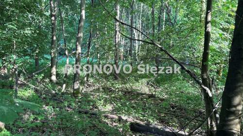 Działka siedliskowa 37a możliwość zabudowy