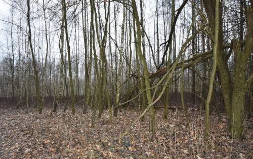 Działka leśna