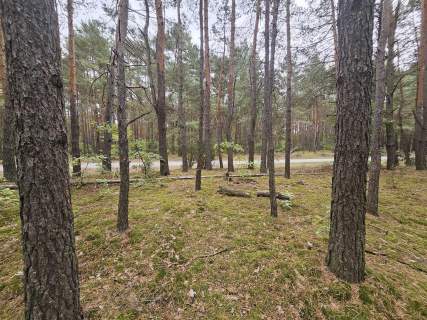 Na sprzedaz dzialka- lesna